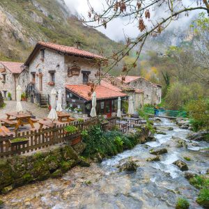 A river running through a lush green forest